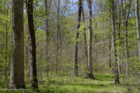 Llanura costera septentrional Haya - Bosque mixto de frondosas - CEGL006493 Llanura costera septentrional Haya - Bosque mixto de frondosas - CEGL006493