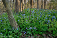 Llanura costera septentrional Haya - Bosque mixto de frondosas - CEGL006493 Llanura costera septentrional Haya - Bosque mixto de frondosas - CEGL006493