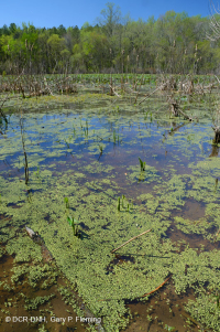 Piscina / estanque de llanura aluvial de nenúfares - CEGL002386 Piscina / estanque de llanura aluvial de nenúfares - CEGL002386