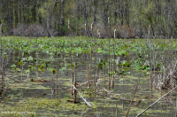 Piscina / estanque de llanura aluvial de nenúfares - CEGL002386 Piscina / estanque de llanura aluvial de nenúfares - CEGL002386