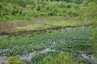 Piscina / estanque de llanura aluvial de nenúfares - CEGL002386 Piscina / estanque de llanura aluvial de nenúfares - CEGL002386