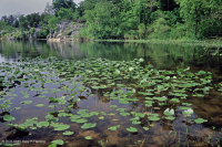 Piscina / estanque de llanura aluvial de nenúfares - CEGL002386 Piscina / estanque de llanura aluvial de nenúfares - CEGL002386