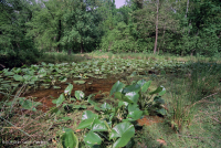 Piscina / estanque de llanura aluvial de nenúfares - CEGL002386 Piscina / estanque de llanura aluvial de nenúfares - CEGL002386