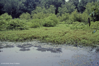 Llanura costera / Pantano de Piamonte – CEGL007696 Llanura costera / Pantano de Piamonte – CEGL007696