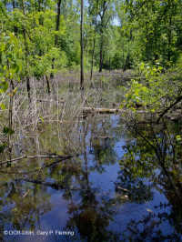 Llanura costera / Pantano de arbustos de Piamonte < CEGL006069 Llanura costera / Pantano de arbustos de Piamonte < CEGL006069