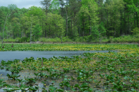 Embalse semipermanente (sin clasificar) Embalse semipermanente (sin clasificar)