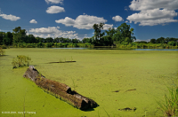Lecho Acuático de Embalse de la Llanura Costera – CEGL005451 Lecho Acuático de Embalse de la Llanura Costera – CEGL005451