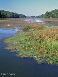 Lecho Acuático de Embalse de la Llanura Costera – CEGL005451 Lecho Acuático de Embalse de la Llanura Costera – CEGL005451