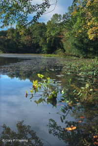 Pantano del embalse de Arrow-Arum - CEGL004291 Pantano del embalse de Arrow-Arum - CEGL004291