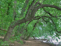 Piamonte / Bosque de arce plateado de los Apalaches centrales - CEGL006217 Piamonte / Bosque de arce plateado de los Apalaches centrales - CEGL006217
