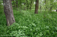 Piamonte / Bosque de arce plateado de los Apalaches centrales - CEGL006217 Piamonte / Bosque de arce plateado de los Apalaches centrales - CEGL006217