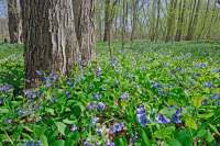 Piamonte / Bosque de llanura aluvial rico en los Apalaches centrales - CEGL004073 Piamonte / Bosque de llanura aluvial rico en los Apalaches centrales - CEGL004073