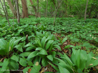 Piamonte / Bosque de llanura aluvial rico en los Apalaches centrales - CEGL004073 Piamonte / Bosque de llanura aluvial rico en los Apalaches centrales - CEGL004073