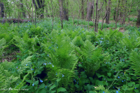 Piamonte / Bosque de llanura aluvial rico en los Apalaches centrales - CEGL004073 Piamonte / Bosque de llanura aluvial rico en los Apalaches centrales - CEGL004073