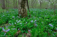 Piamonte / Bosque de llanura aluvial rico en los Apalaches centrales - CEGL004073 Piamonte / Bosque de llanura aluvial rico en los Apalaches centrales - CEGL004073