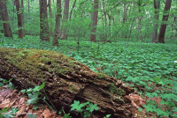 Piamonte / Bosque de llanura aluvial rico en los Apalaches centrales - CEGL004073 Piamonte / Bosque de llanura aluvial rico en los Apalaches centrales - CEGL004073