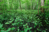 Pantano de la llanura aluvial de los Apalaches centrales / Piamonte (arce plateado - tipo ceniza verde) - CEGL006548 Pantano de la llanura aluvial de los Apalaches centrales / Piamonte (arce plateado - tipo ceniza verde) - CEGL006548