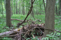 Bosque de llanura aluvial de arroyo pequeño del norte de Piedmont - CEGL006492