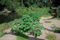 Banco de arena de la llanura costera / Orilla del río - CEGL004341 Banco de arena de la llanura costera / Orilla del río - CEGL004341