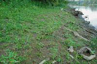 Piamonte / Banco de arena de los Apalaches centrales / Orilla del río (tipo de hierbas bajas) - CEGL006483 Piamonte / Banco de arena de los Apalaches centrales / Orilla del río (tipo de hierbas bajas) - CEGL006483