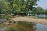 Piamonte / Banco de arena de los Apalaches centrales / Orilla del río (tipo de hierbas bajas) - CEGL006483 Piamonte / Banco de arena de los Apalaches centrales / Orilla del río (tipo de hierbas bajas) - CEGL006483