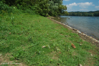 Piamonte / Banco de arena de los Apalaches centrales / Orilla del río (tipo de hierbas bajas) - CEGL006483 Piamonte / Banco de arena de los Apalaches centrales / Orilla del río (tipo de hierbas bajas) - CEGL006483