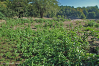 Piamonte / Banco de arena de los Apalaches centrales / Orilla del río (tipo de hierbas bajas) - CEGL006483 Piamonte / Banco de arena de los Apalaches centrales / Orilla del río (tipo de hierbas bajas) - CEGL006483