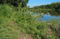 Piamonte / Banco de arena de los Apalaches centrales / Orilla del río (tipo de hierbas altas) - CEGL006481 Piamonte / Banco de arena de los Apalaches centrales / Orilla del río (tipo de hierbas altas) - CEGL006481