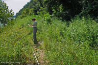 Piamonte / Banco de arena de los Apalaches centrales / Orilla del río (tipo de hierbas altas) - CEGL006481 Piamonte / Banco de arena de los Apalaches centrales / Orilla del río (tipo de hierbas altas) - CEGL006481