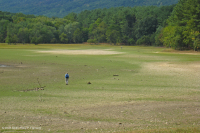 Piamonte / Banco de arena de los Apalaches centrales / Orilla del río (tipo de hierbas bajas) - CEGL006483 Piamonte / Banco de arena de los Apalaches centrales / Orilla del río (tipo de hierbas bajas) - CEGL006483