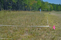 Piamonte / Banco de arena de los Apalaches centrales / Orilla del río (tipo de hierbas bajas) - CEGL006483 Piamonte / Banco de arena de los Apalaches centrales / Orilla del río (tipo de hierbas bajas) - CEGL006483