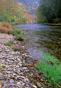 Barra y orilla rocosa de junco retorcido - CEGL004103 Barra y orilla rocosa de junco retorcido - CEGL004103