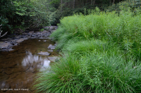 Barra y orilla rocosa de junco retorcido - CEGL004103 Barra y orilla rocosa de junco retorcido - CEGL004103