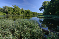 Water-Willow Rocky Bar y Orilla – CEGL004286 Water-Willow Rocky Bar y Orilla – CEGL004286