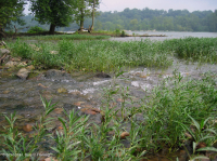 Water-Willow Rocky Bar y Orilla – CEGL004286 Water-Willow Rocky Bar y Orilla – CEGL004286