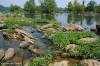 Water-Willow Rocky Bar y Orilla – CEGL004286 Water-Willow Rocky Bar y Orilla – CEGL004286