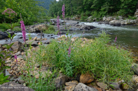 Water-Willow Rocky Bar y Orilla – CEGL004286 Water-Willow Rocky Bar y Orilla – CEGL004286