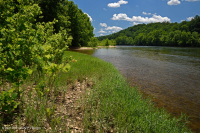 Water-Willow Rocky Bar y Orilla – CEGL004286 Water-Willow Rocky Bar y Orilla – CEGL004286