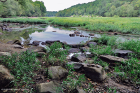 Water-Willow Rocky Bar y Orilla – CEGL004286 Water-Willow Rocky Bar y Orilla – CEGL004286