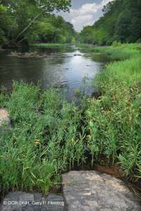 Water-Willow Rocky Bar y Orilla – CEGL004286 Water-Willow Rocky Bar y Orilla – CEGL004286