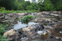 Water-Willow Rocky Bar y Orilla – CEGL004286 Water-Willow Rocky Bar y Orilla – CEGL004286