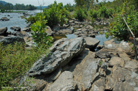 Piamonte / Sicómoro de los Apalaches Centrales - Abedul de río Bosque de socavación - CEGL003896 Piamonte / Sicómoro de los Apalaches Centrales - Abedul de río Bosque de socavación - CEGL003896