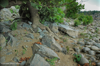 Piamonte / Sicómoro de los Apalaches Centrales - Abedul de río Bosque de socavación - CEGL003896 Piamonte / Sicómoro de los Apalaches Centrales - Abedul de río Bosque de socavación - CEGL003896