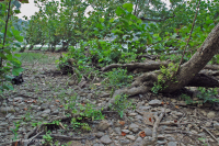 Piamonte / Sicómoro de los Apalaches Centrales - Abedul de río Bosque de socavación - CEGL003896 Piamonte / Sicómoro de los Apalaches Centrales - Abedul de río Bosque de socavación - CEGL003896