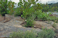 Piamonte / Sicómoro de los Apalaches Centrales - Abedul de río Bosque de socavación - CEGL003896 Piamonte / Sicómoro de los Apalaches Centrales - Abedul de río Bosque de socavación - CEGL003896