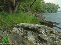 Piamonte / Lecho rocoso de los Apalaches centrales Llanura aluvial Limpieza de bosques - CEGL006476 Piamonte / Lecho rocoso de los Apalaches centrales Llanura aluvial Limpieza de bosques - CEGL006476