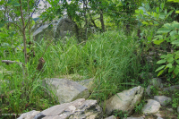 Piamonte / Lecho rocoso de los Apalaches centrales Llanura aluvial Limpieza de bosques - CEGL006476 Piamonte / Lecho rocoso de los Apalaches centrales Llanura aluvial Limpieza de bosques - CEGL006476