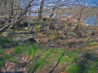 Piamonte / Lecho rocoso de los Apalaches centrales Llanura aluvial Limpieza de bosques - CEGL006476 Piamonte / Lecho rocoso de los Apalaches centrales Llanura aluvial Limpieza de bosques - CEGL006476