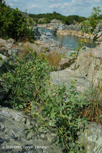 Piamonte / Pradera de afloramiento ribereño de los Apalaches centrales - CEGL006478 Piamonte / Pradera de afloramiento ribereño de los Apalaches centrales - CEGL006478