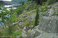 Piamonte / Pradera de afloramiento ribereño de los Apalaches centrales - CEGL006478 Piamonte / Pradera de afloramiento ribereño de los Apalaches centrales - CEGL006478